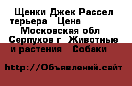 Щенки Джек Рассел терьера › Цена ­ 20 000 - Московская обл., Серпухов г. Животные и растения » Собаки   